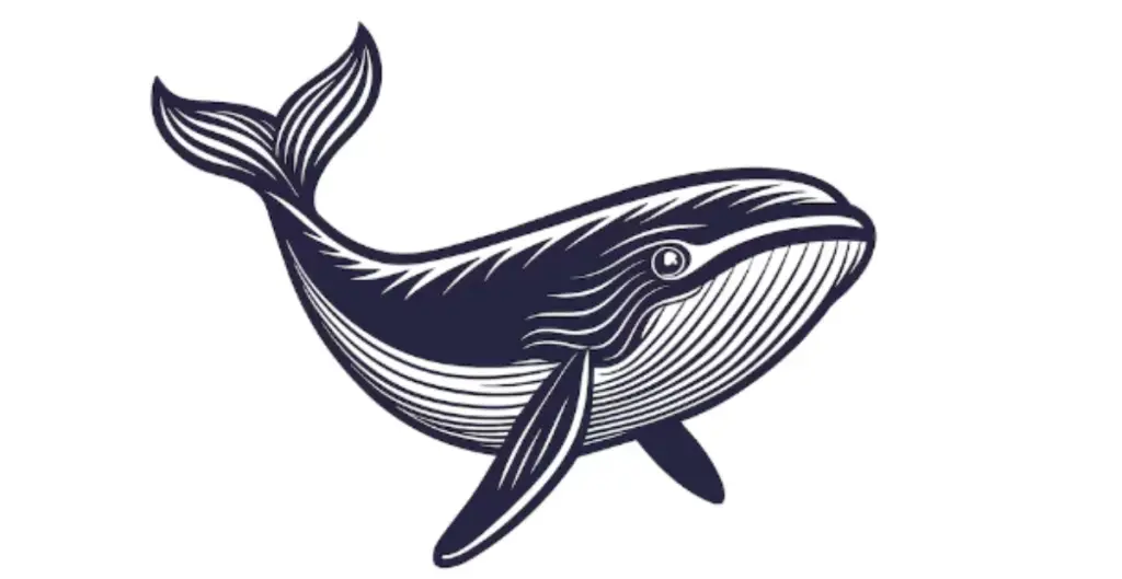 Whale Names